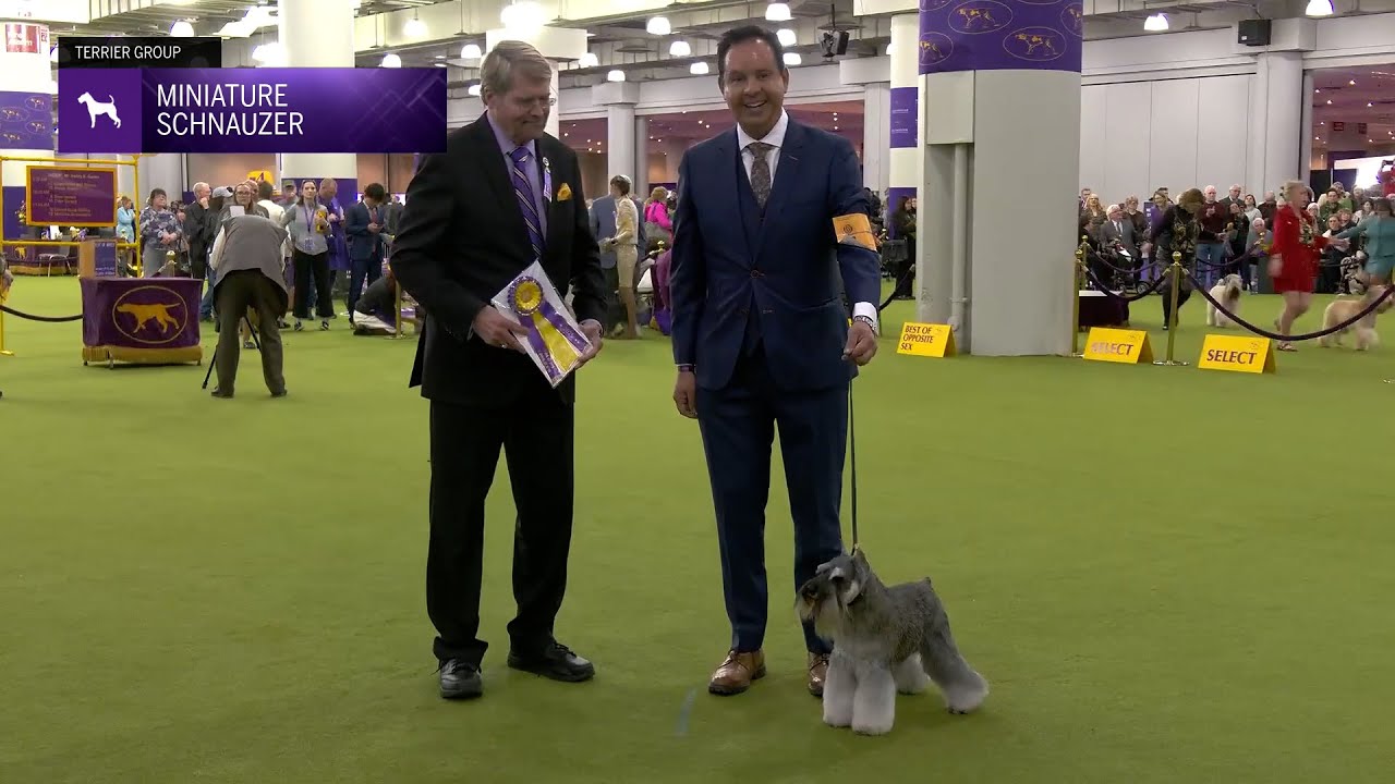 Miniature Schnauzers | Breed Judging 2025