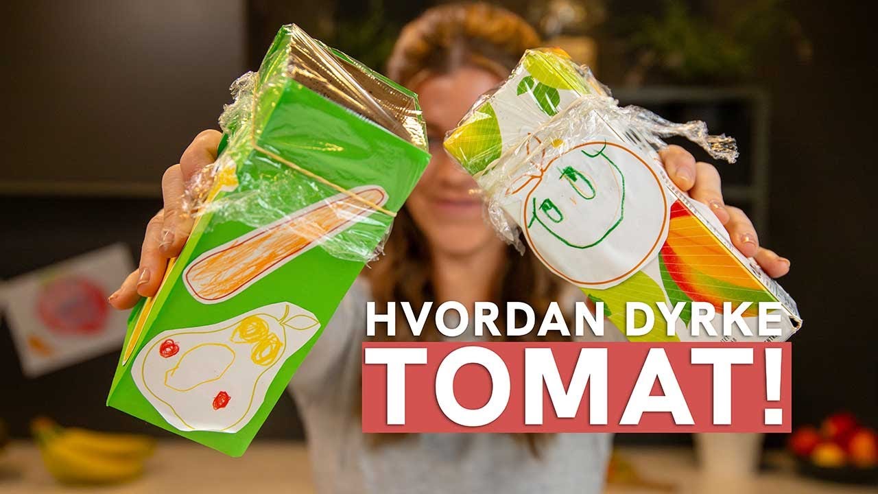 Fra Jord til Bord - hvordan dyrke tomat!