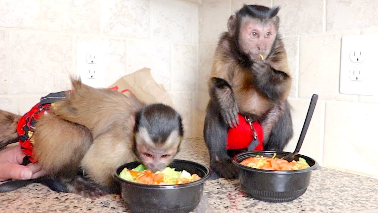 Capuchin Monkeys Eat ARBY'S Garden Salads!