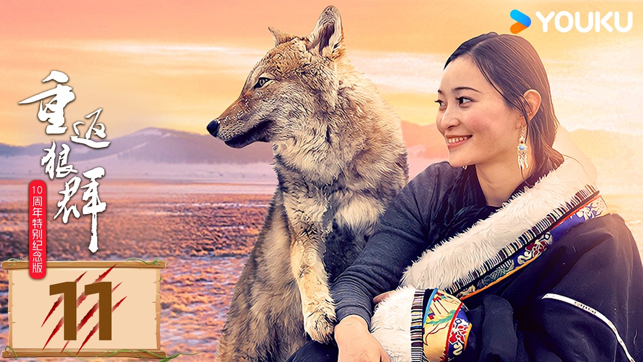 ENGSUB【重返狼群10周年特别纪念版 Return to the Wolves】EP11：格林！是你吗 | 李微漪/亦风| 动物纪实 | 优酷YOUKU