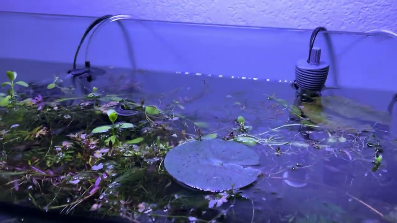 Update on how the tank is doing