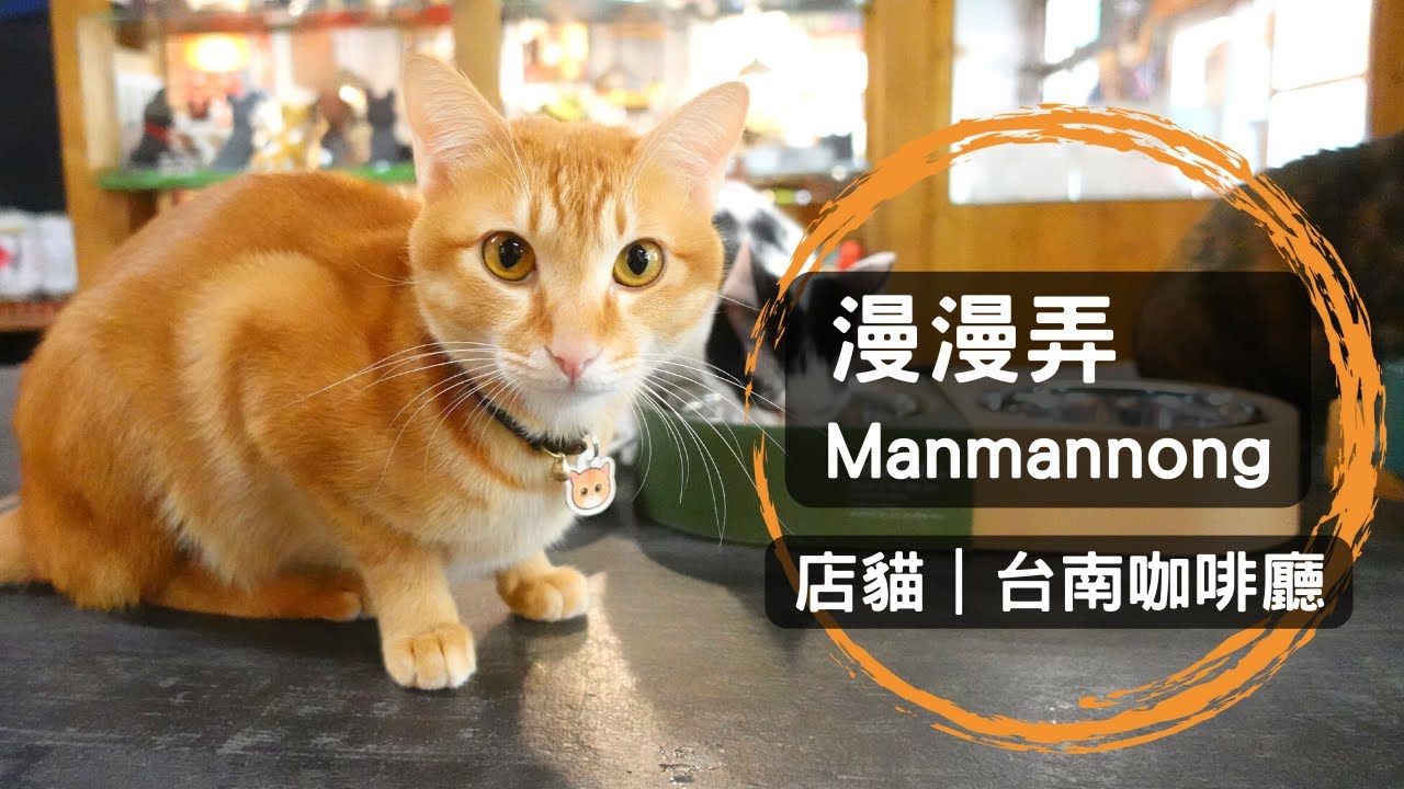愜意放鬆的咖啡廳，有個溫暖的貓咪大家庭｜漫漫弄 店貓 咖啡廳 台南市南區