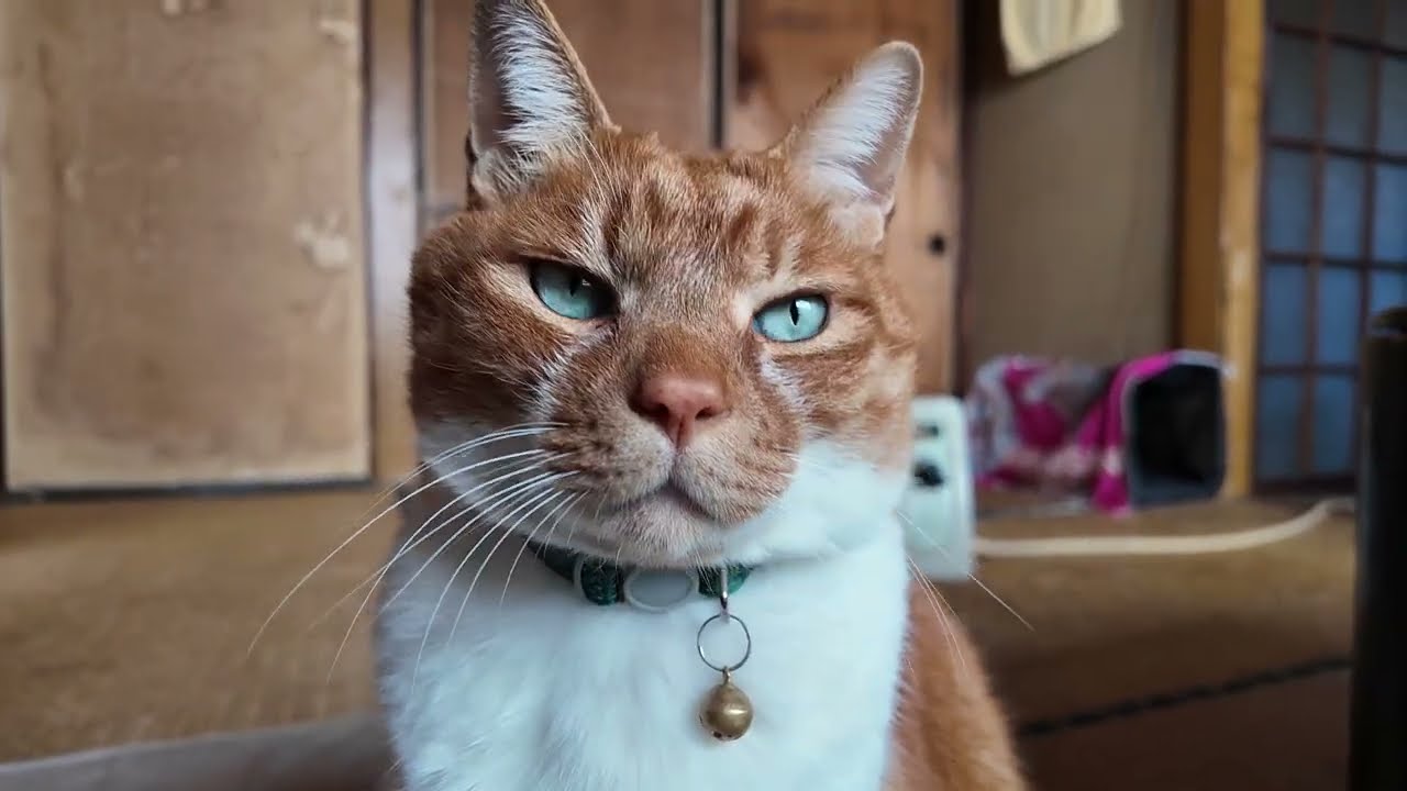 なんですか？【侵入した野良仔猫】～家猫修行中～
