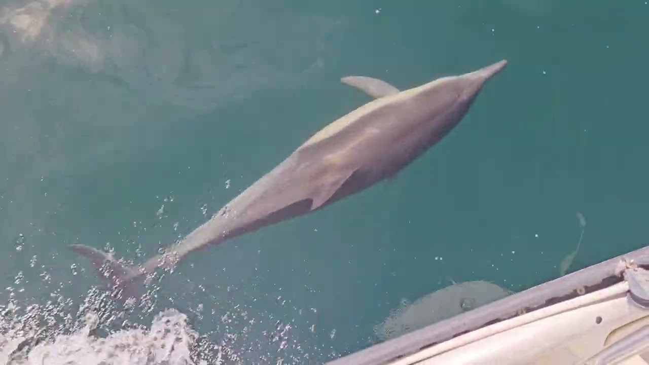 Huge pod of dolphins off Catalina