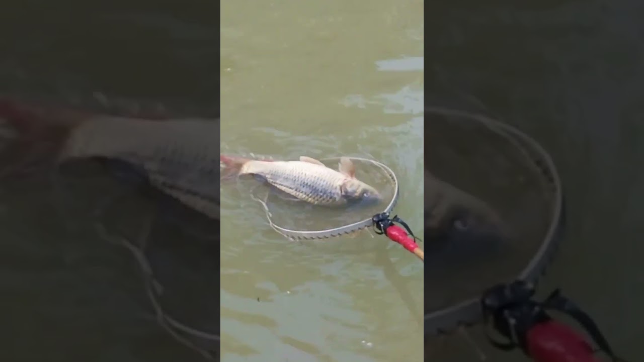 Fishing Technique to catch large fish