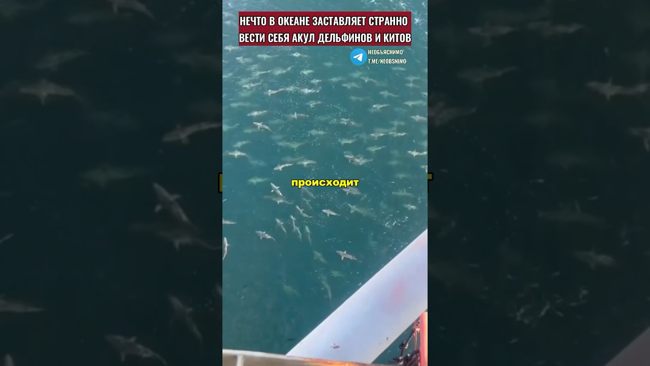 Нечто в океане заставляет выкидываться на берег китов и дельфинов
