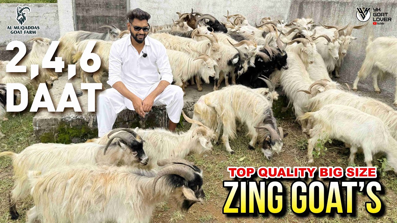 Big Size Zing Goats Available at AL Muqaddas Goat Farm I YK Goat Lover