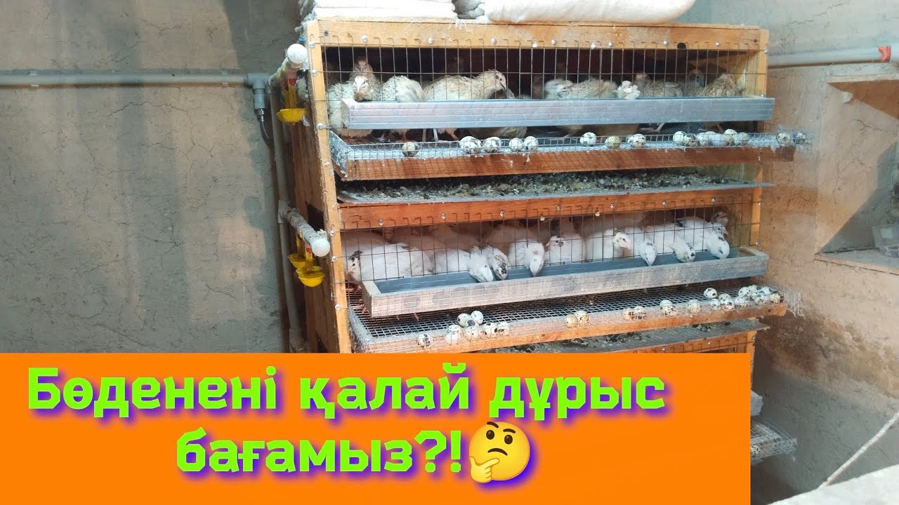 Бөденені қалай және қанша бастан бастаған дұрыс?!