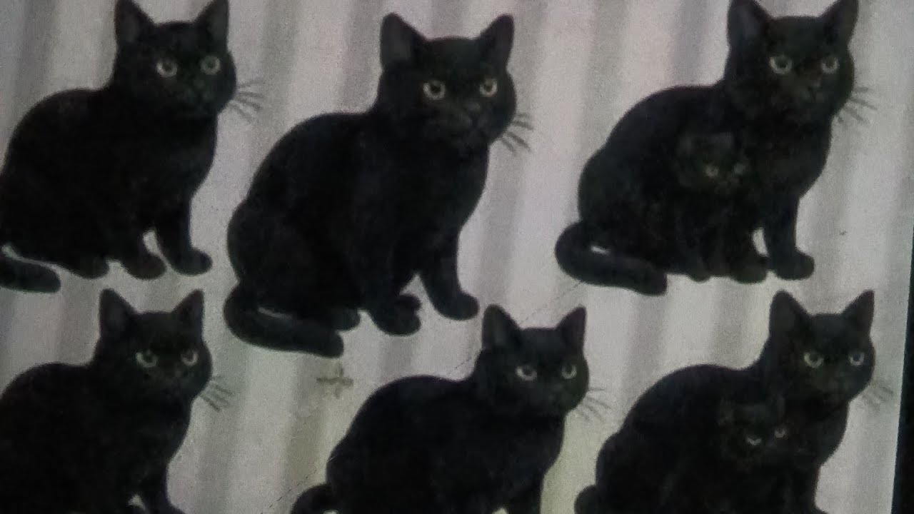 ASD Mix CHANNEL is live!How Many Cats you See in the picture?#viral #trending #live