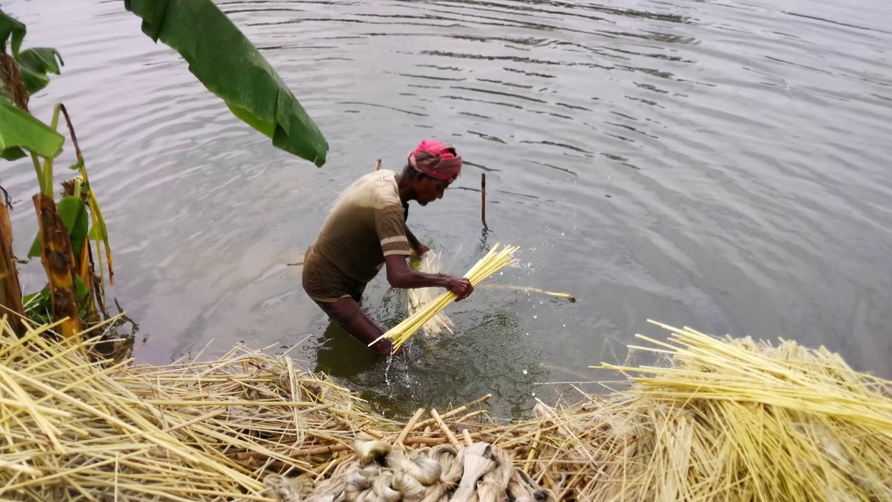Jute Production, and Fiber extraction from  jute plant