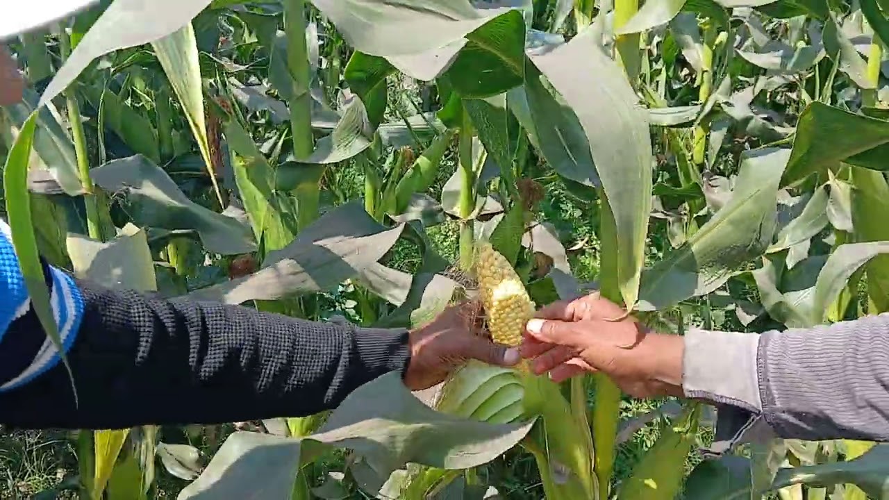 Syngenta ka Sweet Corn  Tang 75