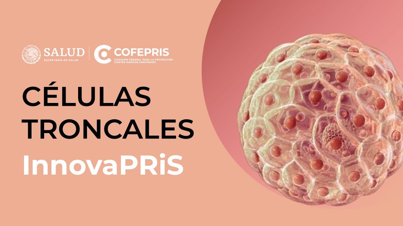 Células madre