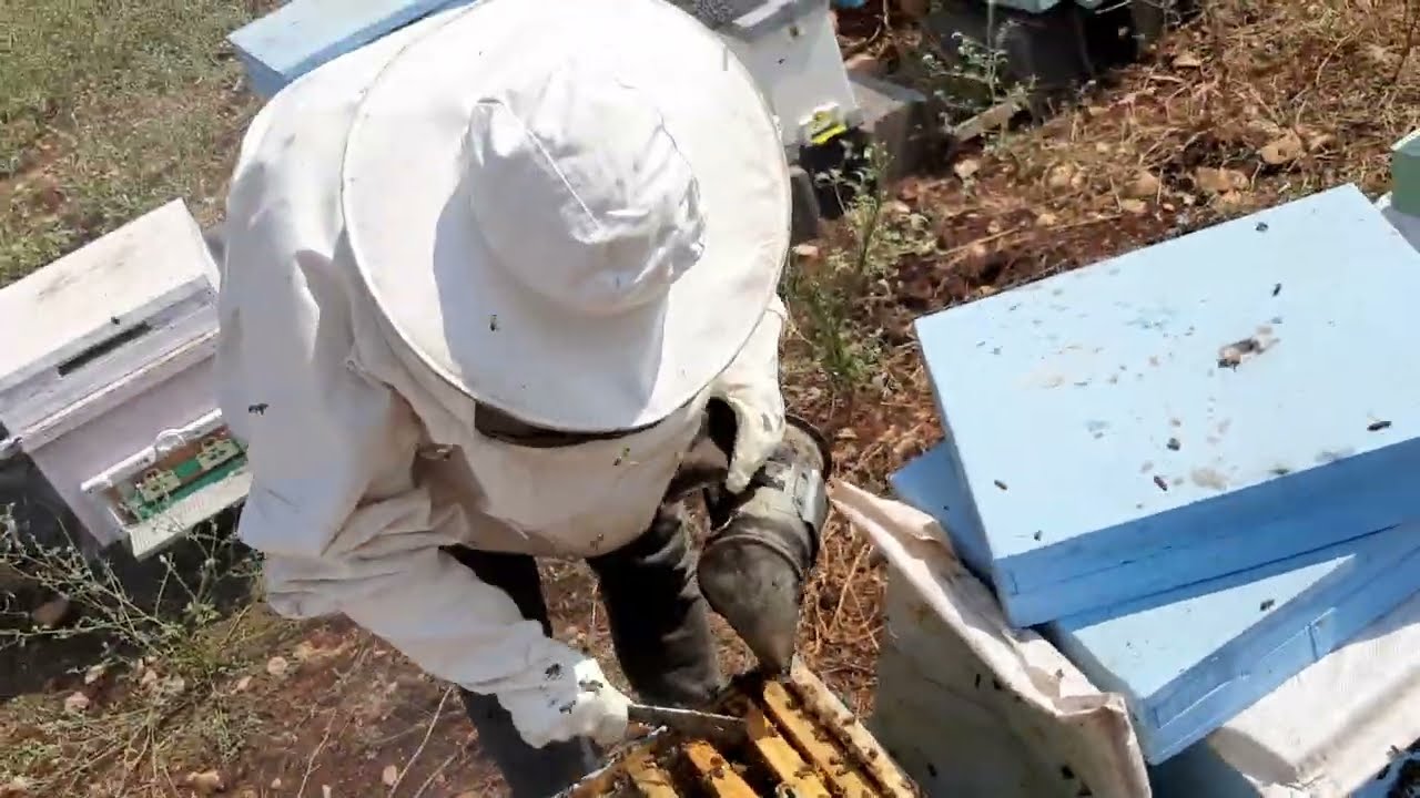 2024 Bal Sağımı #arıcılık #honey #animals #beekeeping #balsağımı #ceyhan #adana #balarısı #village