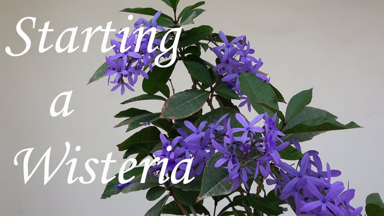 بداية نبتة وستيريا يابانية جديدة