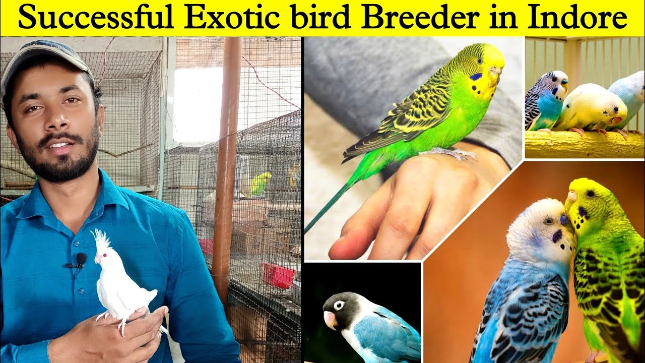 Best bird Breeder in Indore || Breeder in Indore || Uwais Ansari vlogs || #Part4
