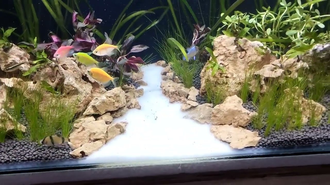 Planted Tank Setup#Mobile-9804010177#STAR FISH CENTER.