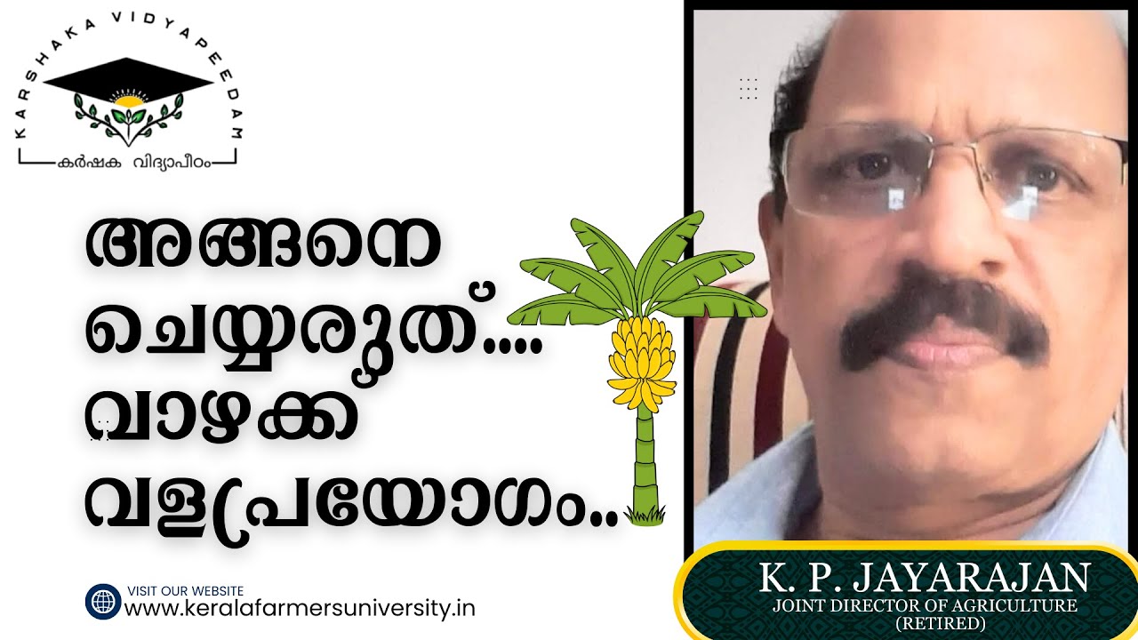 അങ്ങനെ ചെയ്യരുത്‌... വാഴക്ക് വളപ്രയോഗം...Fertilizer Application in Banana - Do's & Don'ts