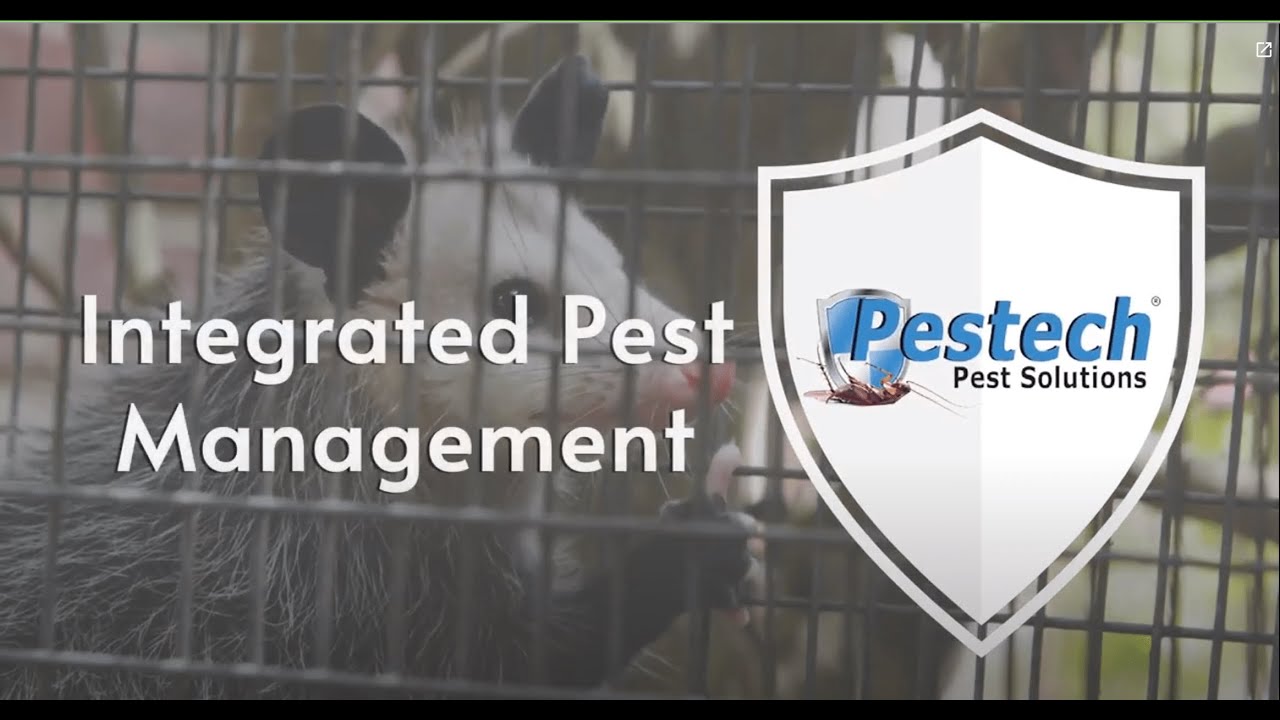 What is Integrated Pest Management (IPM)? | Pestech Pest Control