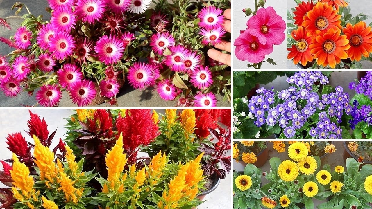 49+ WINTER FLOWERS जो आप आराम से सर्दियों में उगा सकते है
