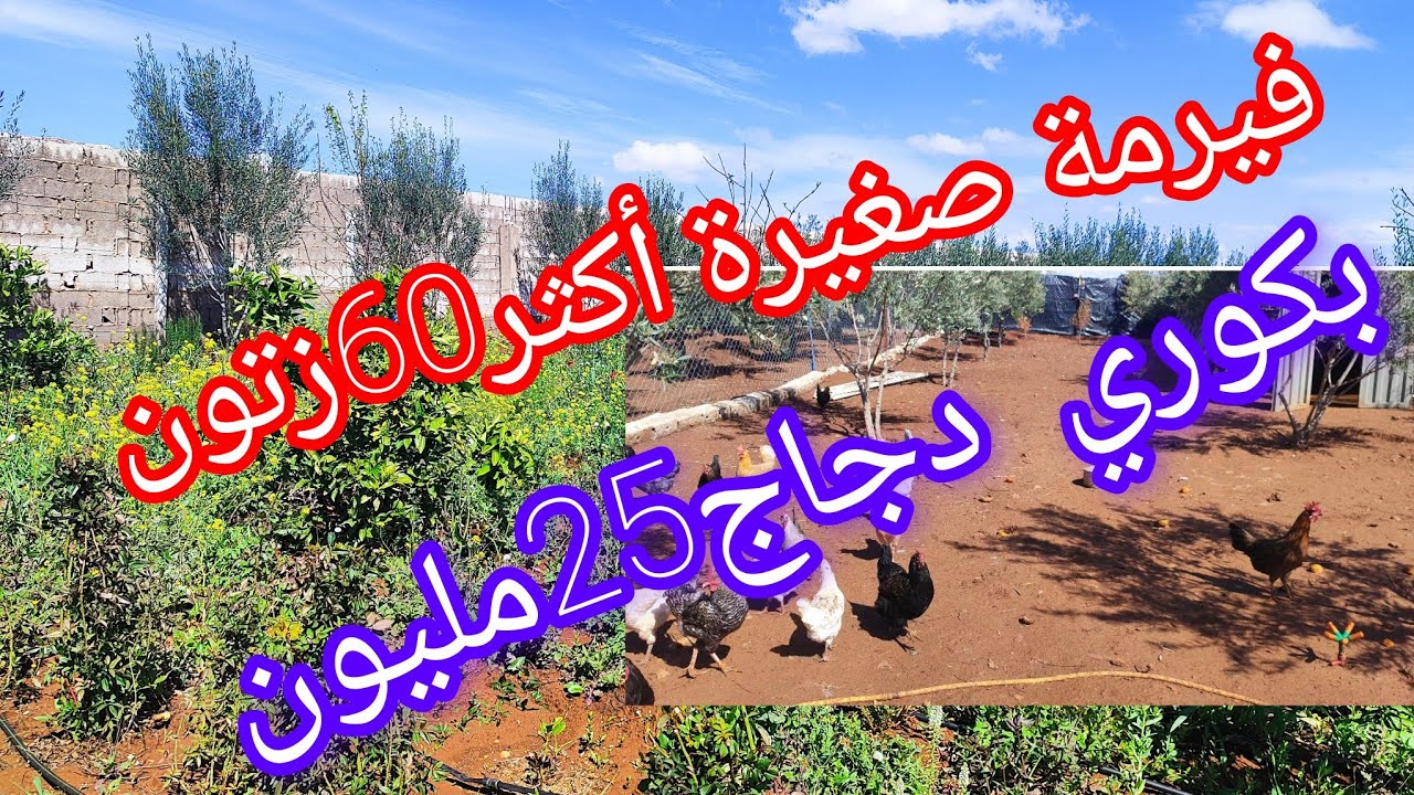 فيرمة صغيرة فالعروبية 1250متر بكوري 🐔 25مليون فقققط 😱@عقارات الشيخ #فاس#مكناس