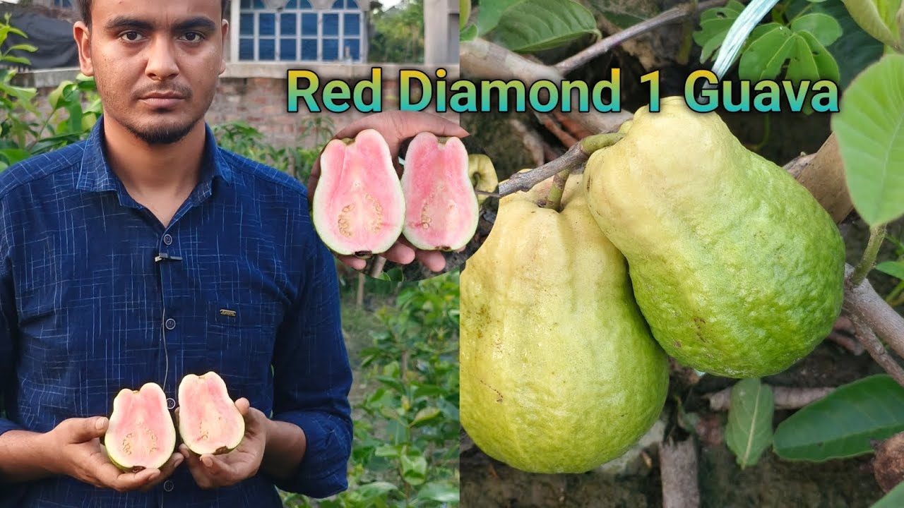 Red Diamond 1 GUAVA Plant farming in west Bengal