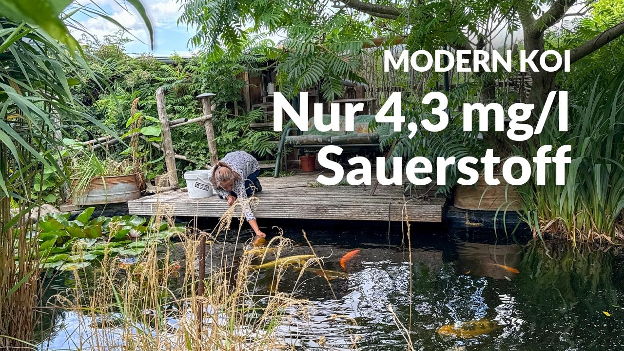 Eine Wasseranalyse an Ekkis &bdquo;Naturteich&ldquo; | Modern Koi Blog #7969