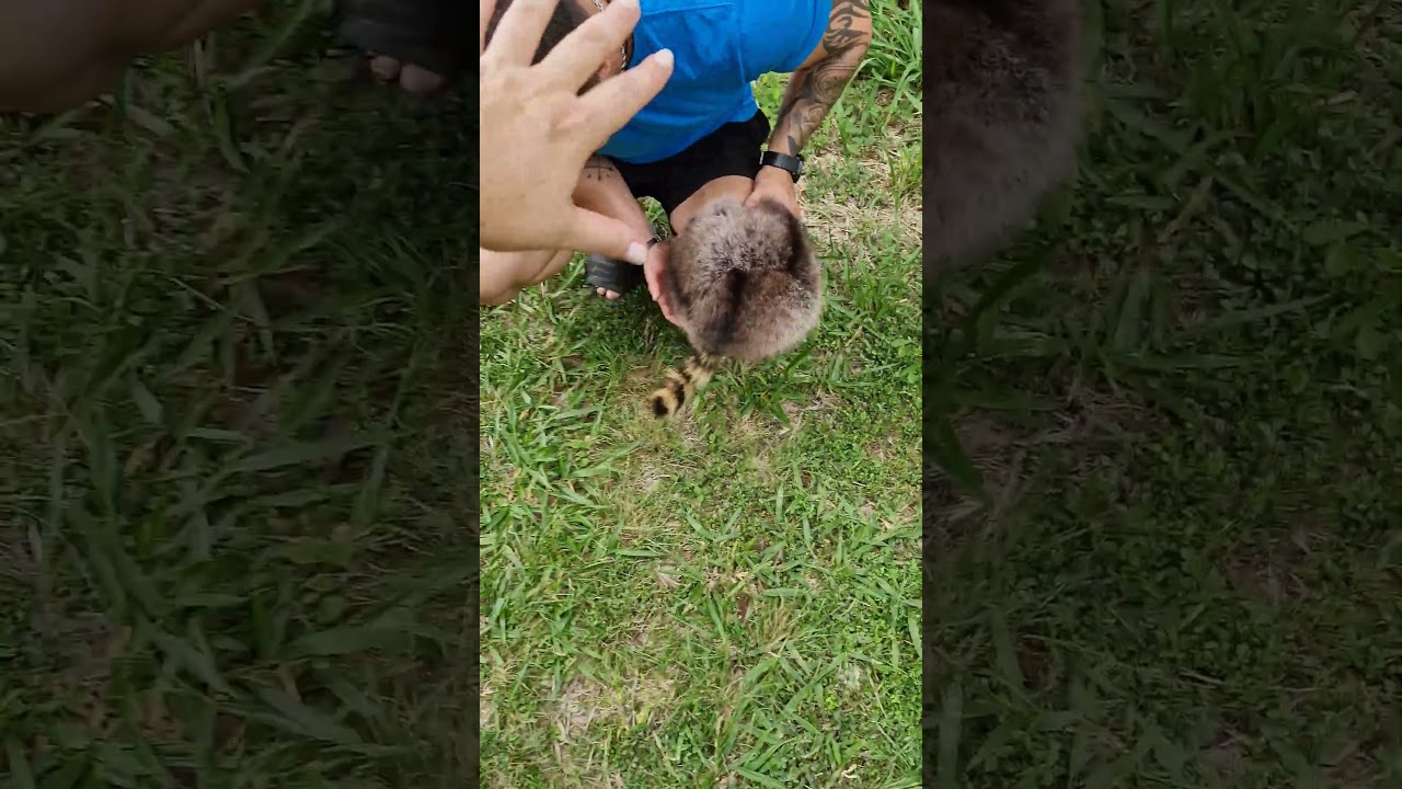 #помощникветеринара #животные #любителихищныхживотных #ядовитаязмея