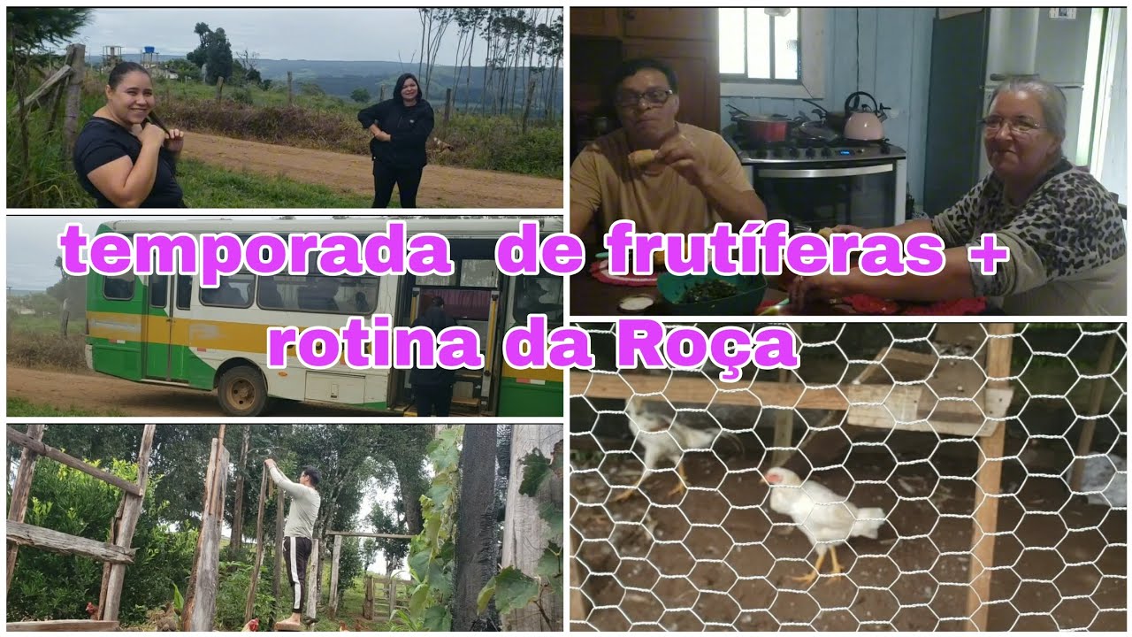 Temporada  de frutíferas + rotina  da Roça 