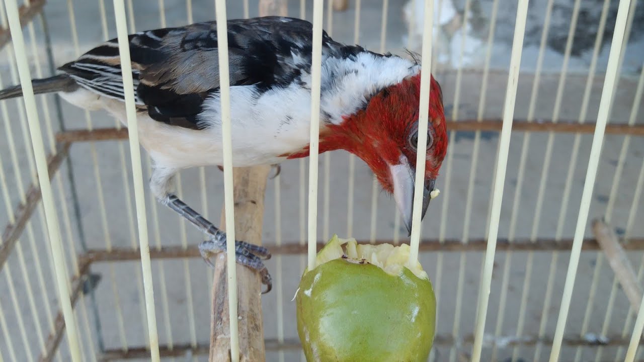 Alimentos silvestres que fogueiam o galo de campina!