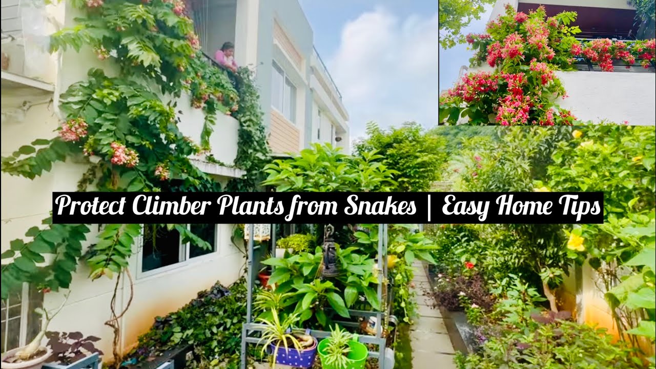 Garden climbers వల్ల snakes vastaya?Avoid Snakes in Your Garden|తీగజాతి పాదులకి పాములు రాకుండా ఎలా?