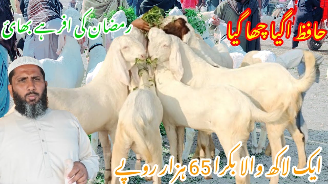 20 February 2026 Ramzan ul Mubarak ki pehli shandar new offer kurbani 2026 ke khasi bakaron ki entry