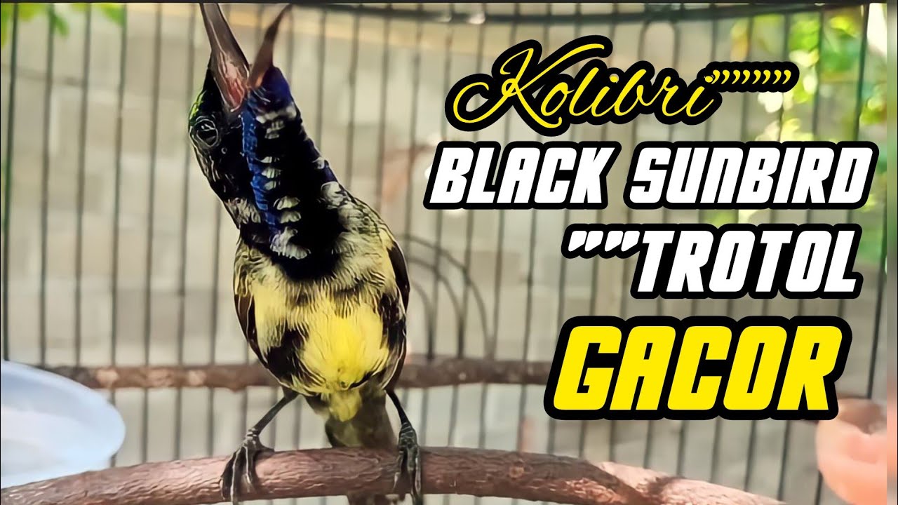BLACK SUNBIRD TROTOL GACOR‼️COCOK BUAT PANCINGAN