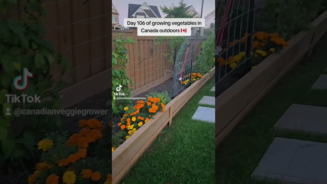 Day 106 of growing vegetables in Canada outdoors 🇨🇦 Let's take a gander! (Night Time) Rip Dad ♥️