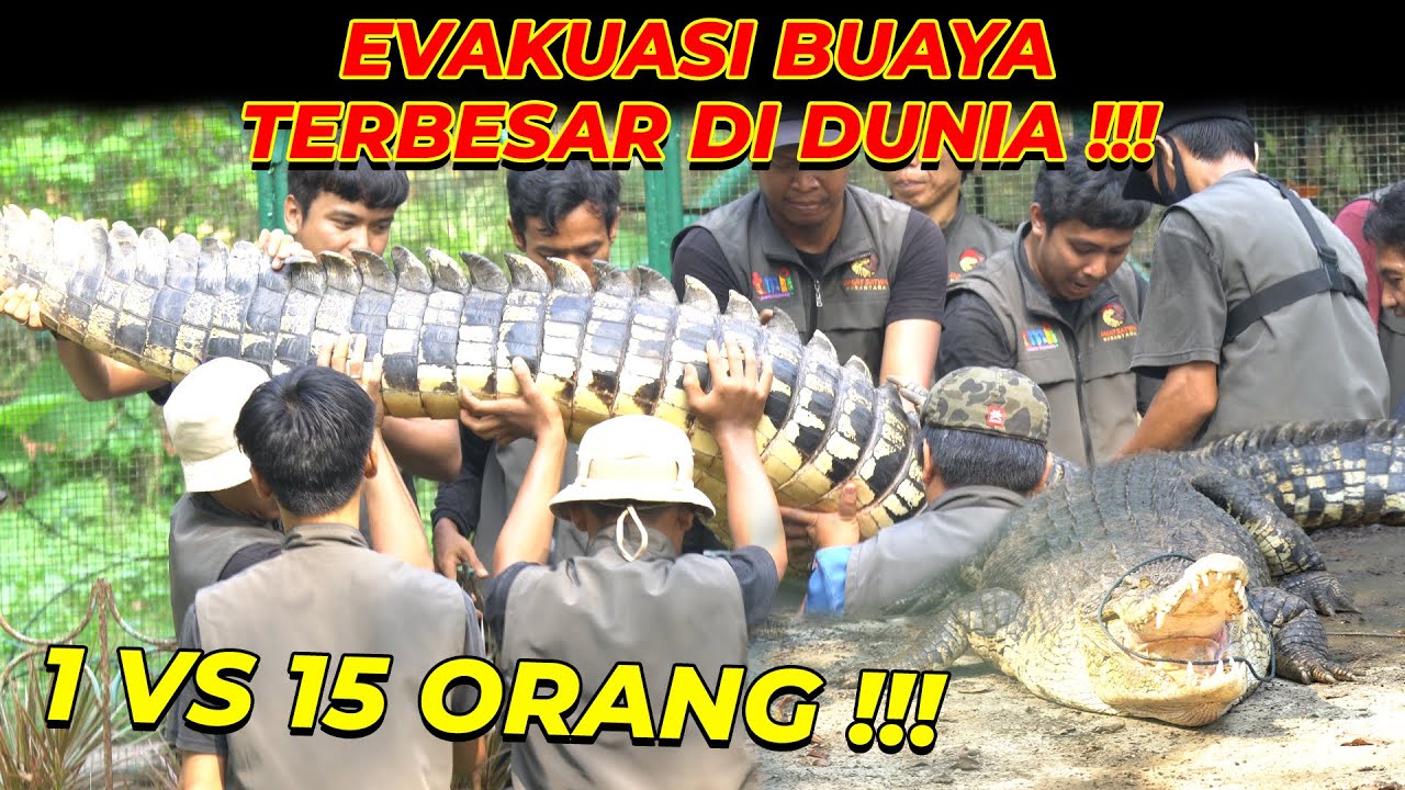 #12 GILAAA...!!! SAKIN GEDENYA INI BUAYA DI GENDONG BELASAN ORANG !!!