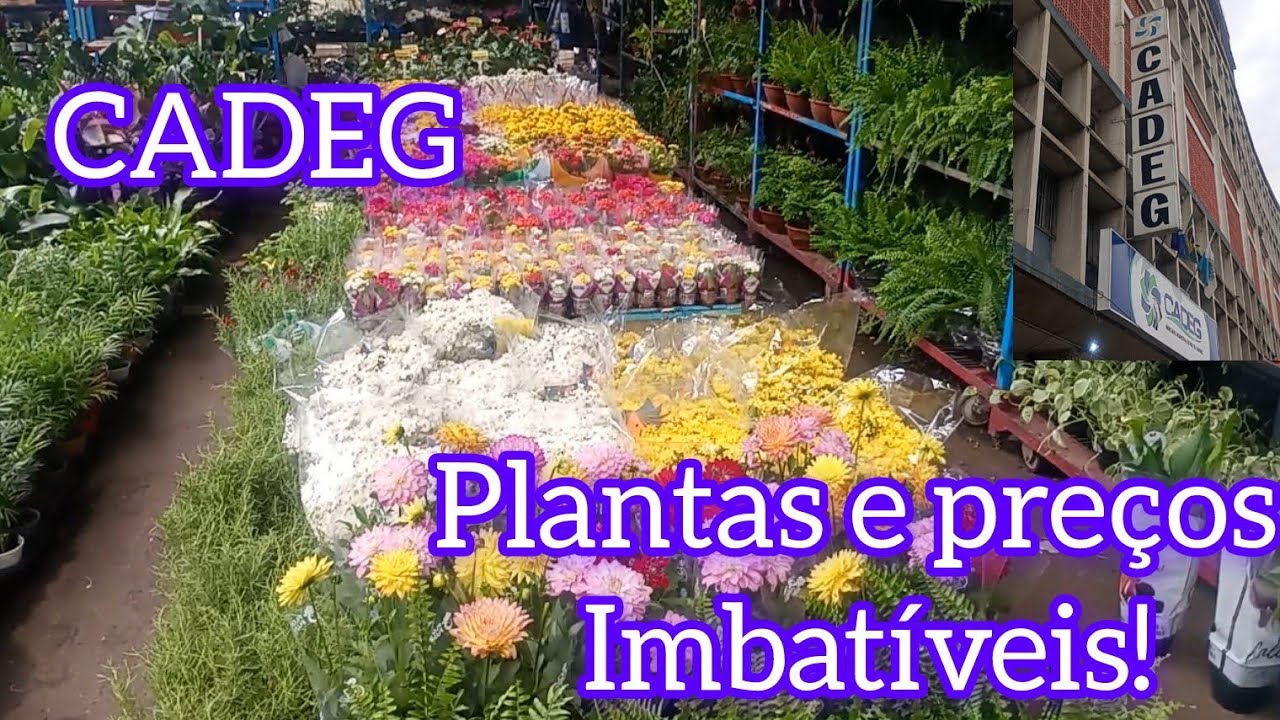 Plantas na CADEG. Lindas, raras e baratas. 