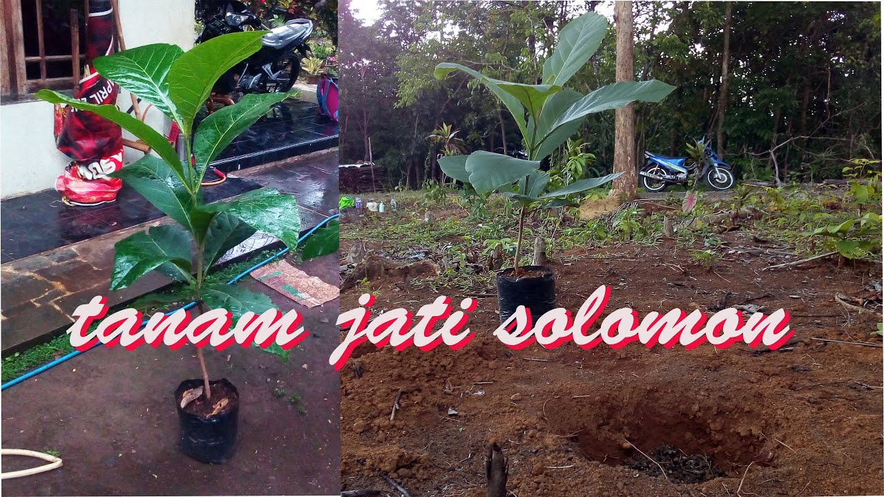 PROSES PENANAMAN JATI SOLOMON