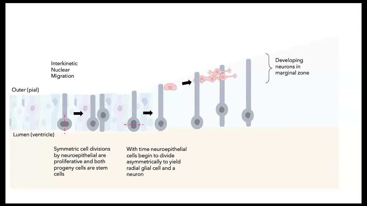 Neurogenesis in the mammalian brain