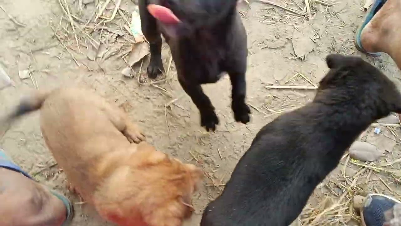 Dog 🥺