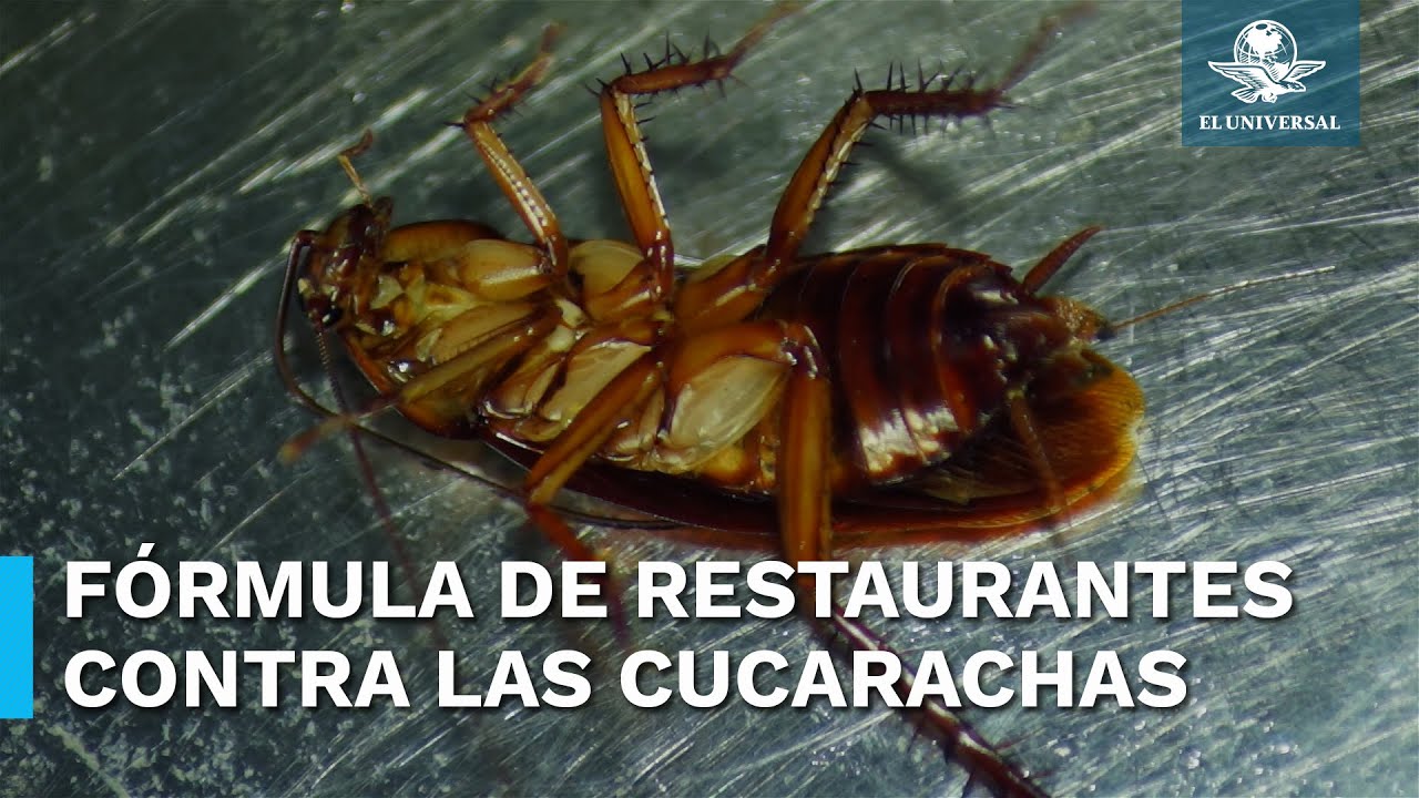 Fórmula casera para eliminar las cucarachas