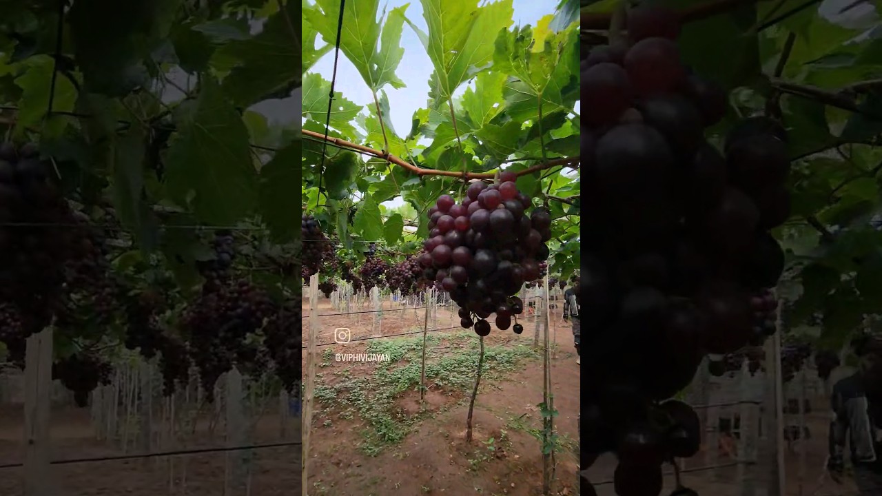 Grapes Farm😍 Cumbum #shorts #trending #travel #tamilnadu #india #video #bikeride #kerala #fruit #k2k