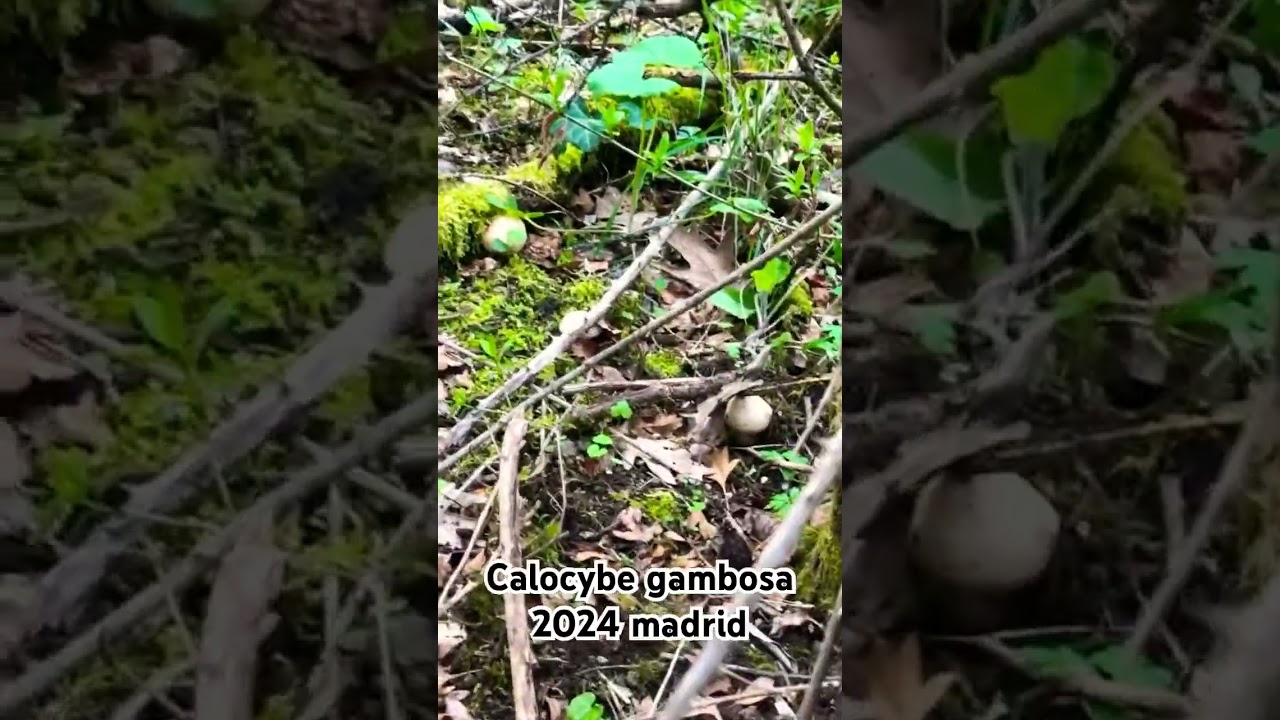 Calocybe Gambosa 2024    🌱🍄#setas #mushroom #madrid #perretxiko