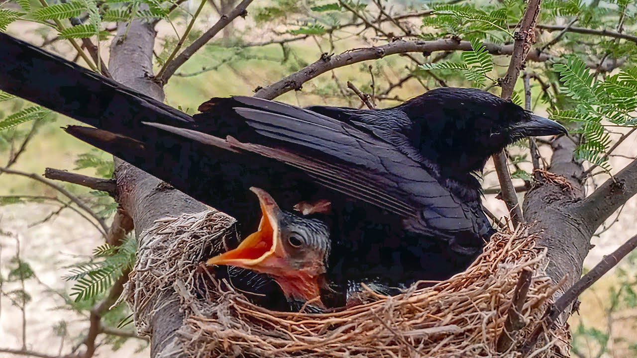 Black Drongo bird is sitting on its babies