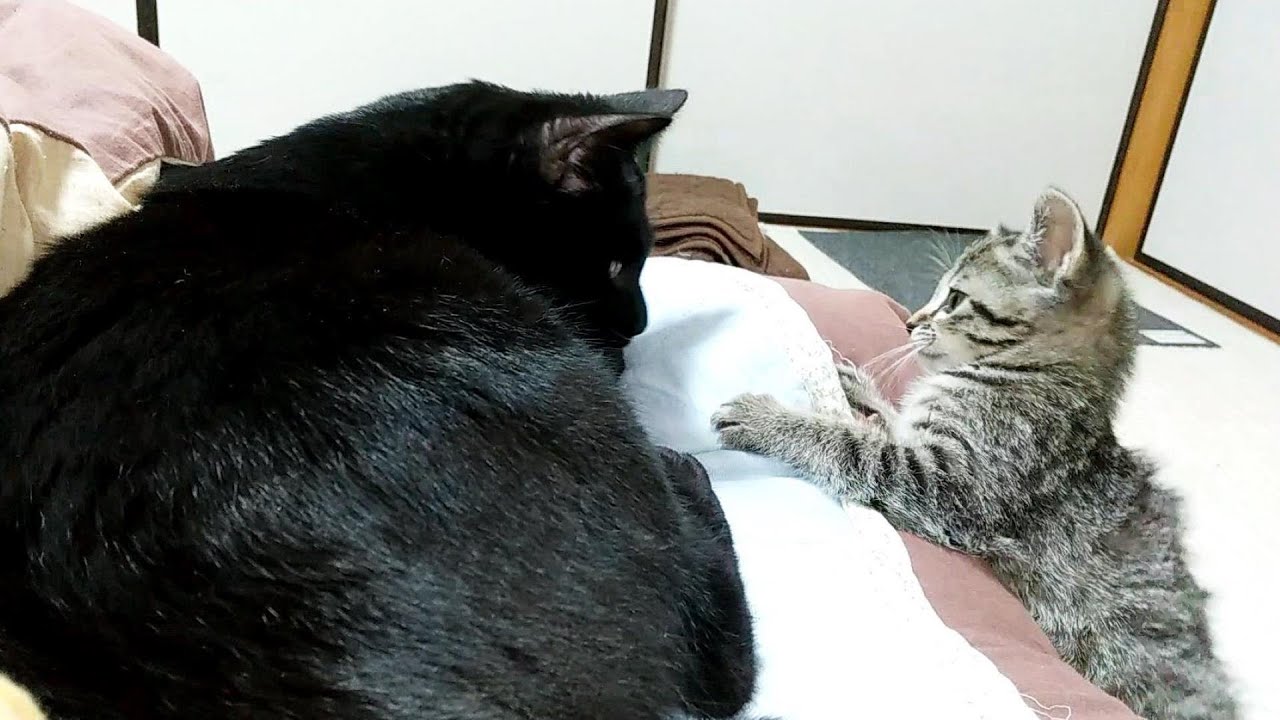 子猫が初めてみんなと布団で寝る/寝た後の様子を見たかったので、カメラを回しっぱなしで電気をつけて寝てみました