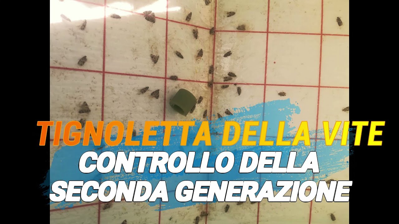 TIGNOLETTA DELLA VITE: Controllo della seconda generazione
