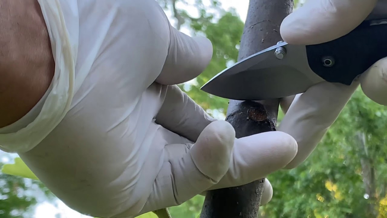 Notching fruit trees. Get more fruit NOW! Aka &ldquo;NOTCH-YO-TREES&rdquo;