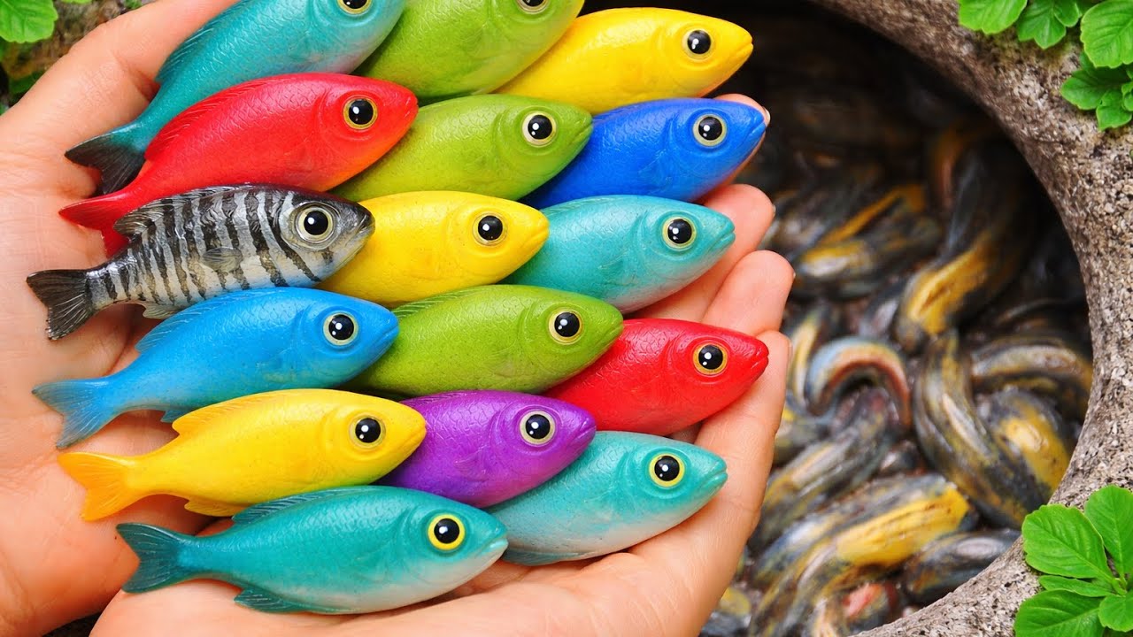 Colorful Discus & Swordtail Catch in Small Ponds