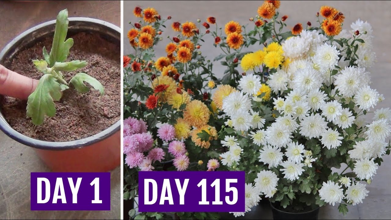 Grow Chrysanthemum in 4 Inch Pot  & Get HEAVY Flowering