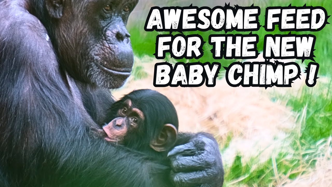 New Baby Chimpanzee Gets a Great Feed Outside