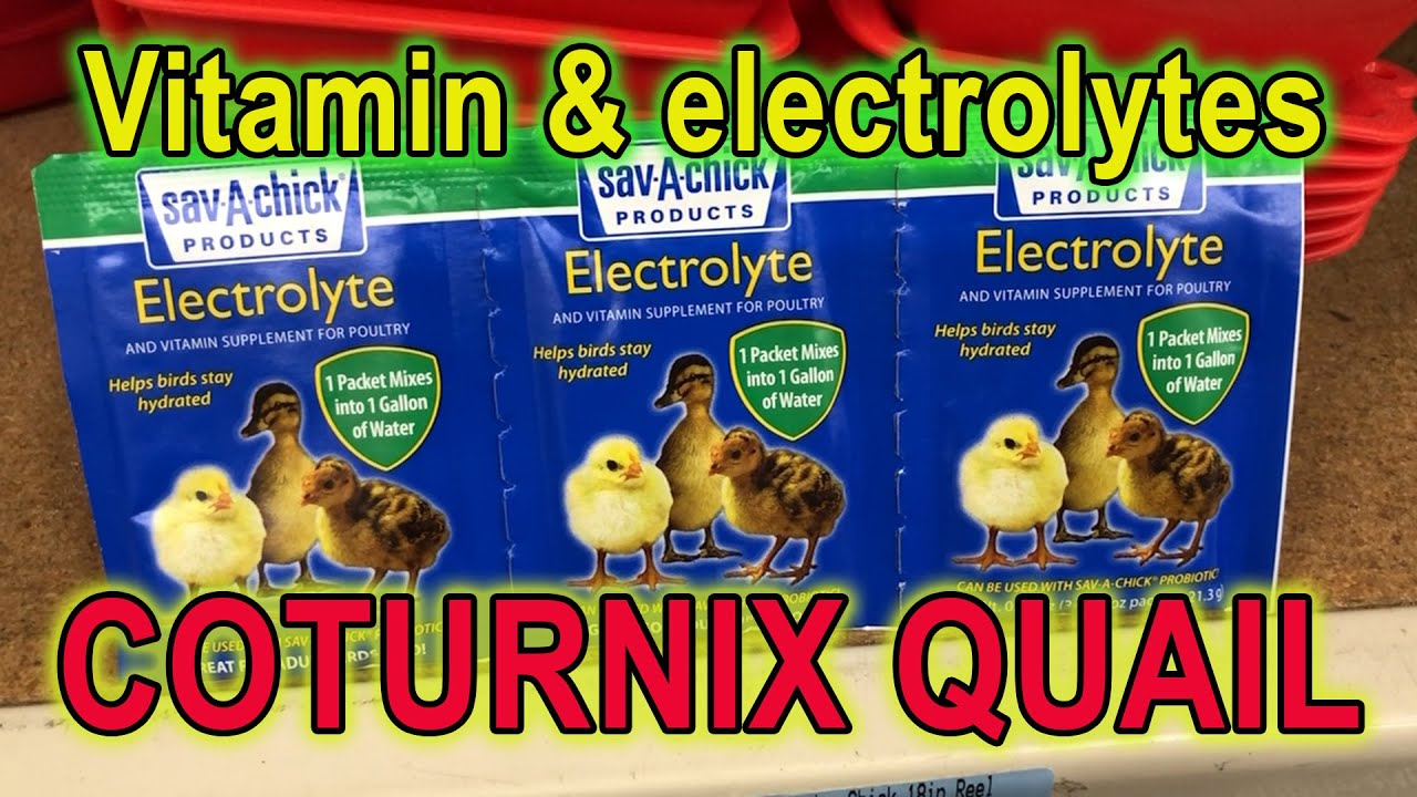 COTURNIX QUAIL VITAMIN / ELECTROLYTE SUPPLEMENTS - The Benefits