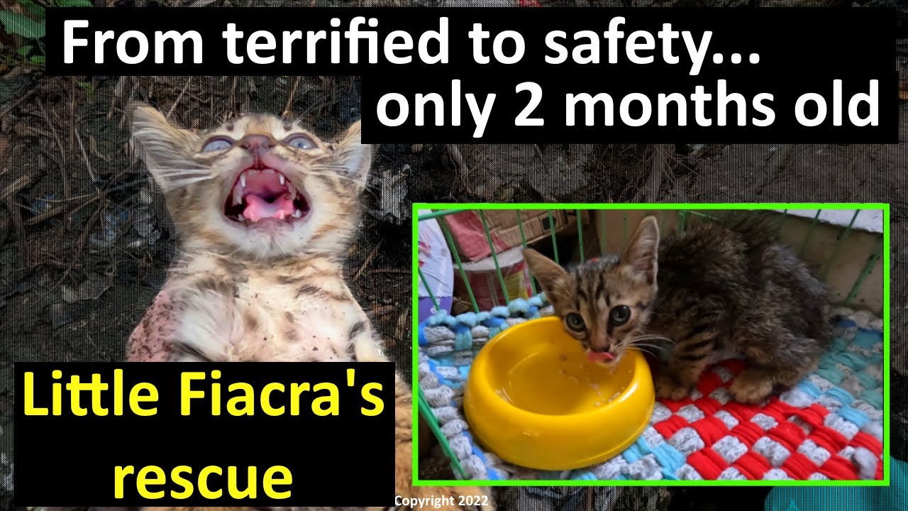 A 2 month old terrified kitten rescued - I get a heart attack 2 weeks later!